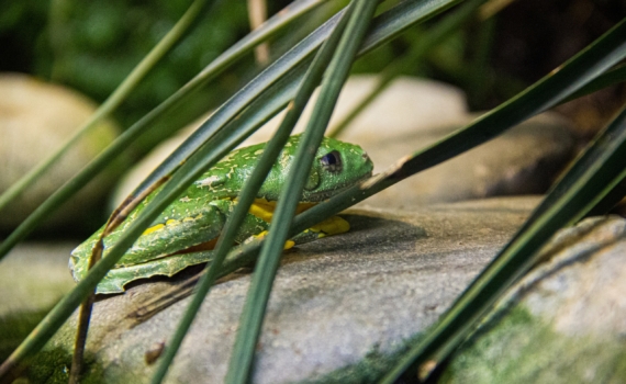 Африканские жабы-революционеры: эти редчайшие виды используют живорождение своих же копий Африканские жабы-революционеры: эти редчайшие виды используют живорождение своих же копий