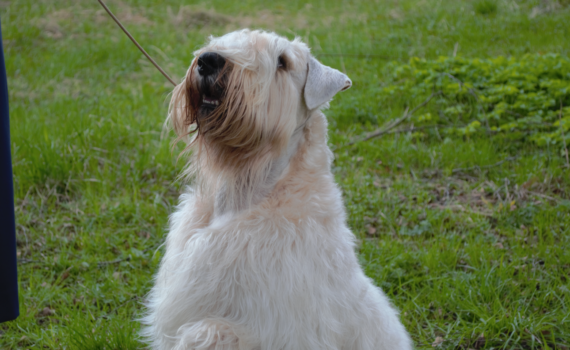 Лучший друг и идеальный компаньон: какая собака подходит вам по дате рождения – советы нумерологов