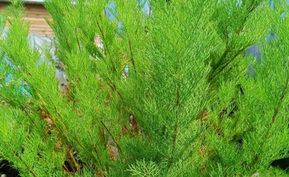 Чтобы туя радовала весной: 4 шага для спасения хвойной красавицы от морозов