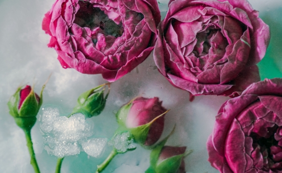 Чтобы розы проснулись весной: единственный надежный способ укрытия от мороза