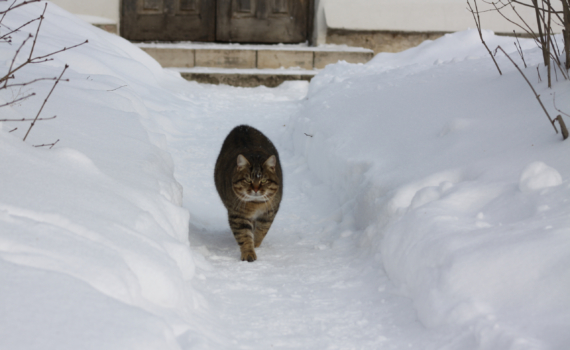 10 января 2026 — отмечаем Святки 5-й день, День горького шоколада, чествуем именинников и не только 10 января 2026 — отмечаем Святки 5-й день, День горького шоколада, чествуем именинников и не только