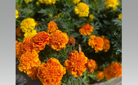 Бархатцы — 3 миссии: сидерат, защитник растений и лекарство — гид от посева до утилизации Бархатцы — 3 миссии: сидерат, защитник растений и лекарство — гид от посева до утилизации