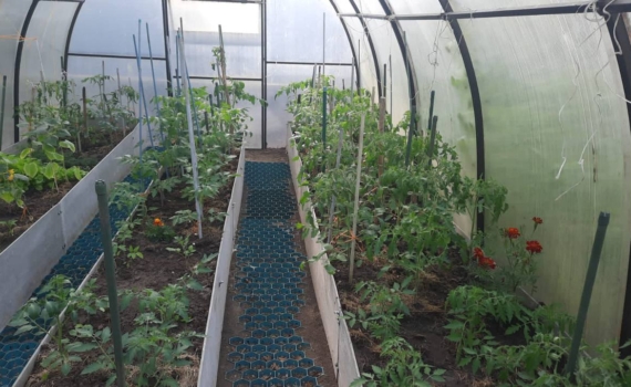 Почему у одних томаты осыпаются, а у других — усыпаны плодами: секрет подкормки во время цветения Почему у одних томаты осыпаются, а у других — усыпаны плодами: секрет подкормки во время цветения